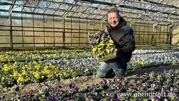 Profi verrät: So bleiben Stiefmütterchen und Co. lange schön