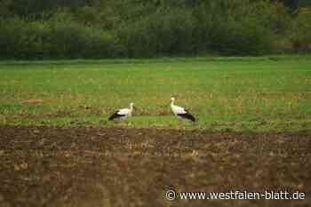 Löhne wartet auf seine Störche