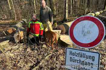 Pilze und Borkenkäfer lassen Buchen und Lerchen im Katzenholz sterben