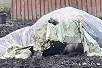 Paard overleden na zware dierenmishandeling in Duffel: “Met stokken geslagen”