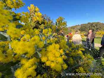 Tout savoir sur la culture du mimosa à Mandelieu-la-Napoule avec ce passionné