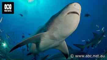Fishers fear livelihoods and lives are in danger from bull sharks