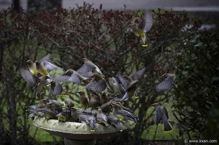VIDEOS: 'Earful' of cedar waxwings flock around Austin birdbaths