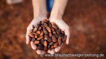 Kakaopreise auf Rekordhoch: Der Schokohase wird teuer