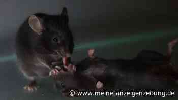 Hilfe unter Mäusen: Studie zeigt verblüffende Fähigkeiten