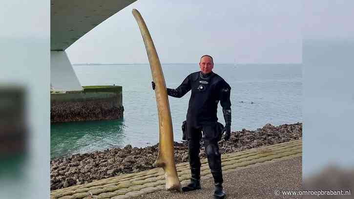 Duiker Bas haalt vondst van bijna drie meter uit het water