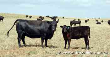 Prices listed for versatile farm blocks for sale near Lameroo