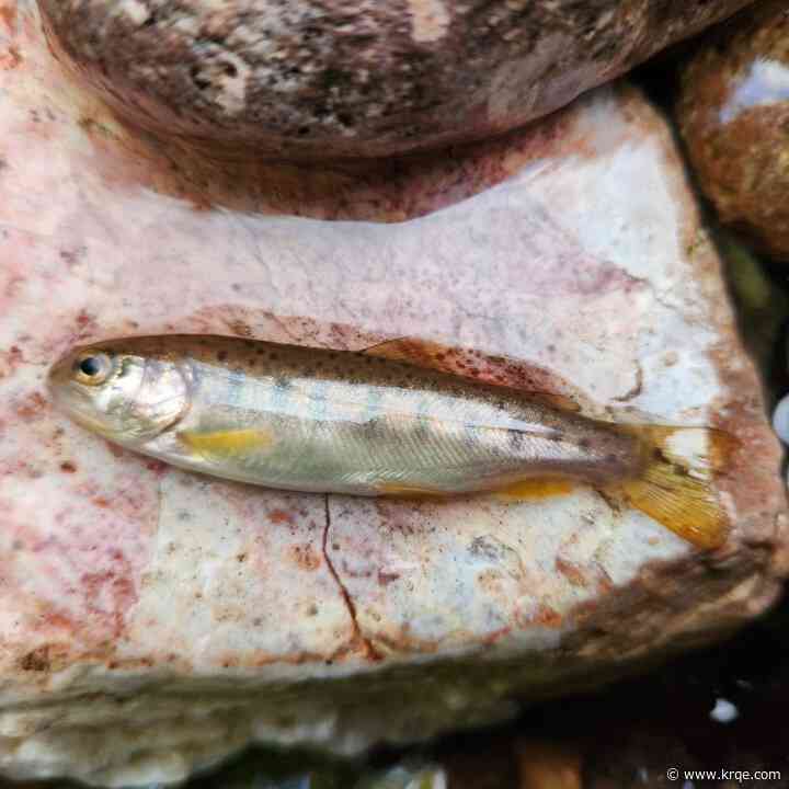Gila Trout habitat restoration project underway