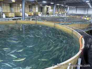 Appeals court sides with trial judge in AquaBounty pipeline case