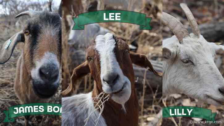 City of Albuquerque holds vote on top goat of bosque cleanup crew