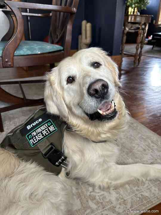 'Senior Boy Bruce': From neglected breeding dog to vying for 'America's Favorite Pet'