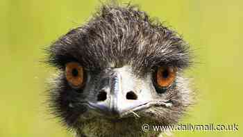 Emus are more intelligent than realised and capable of problem-solving, scientists say - despite Rod Hull's frequently repeated claim that they are the world's stupidest bird