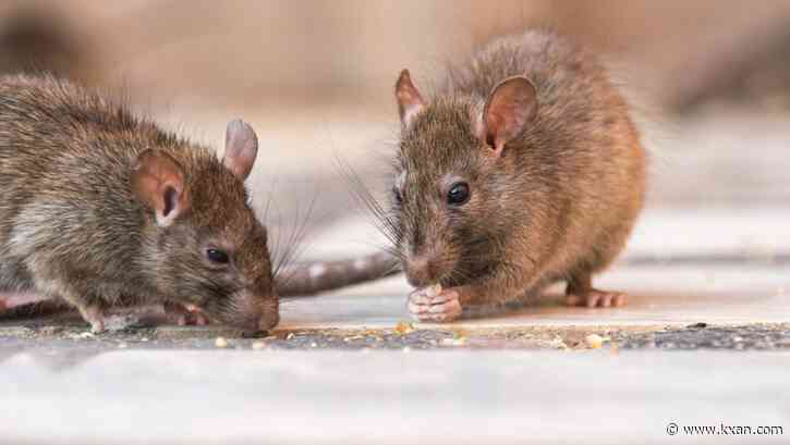 Could Los Angeles become the rattiest city in the United States?