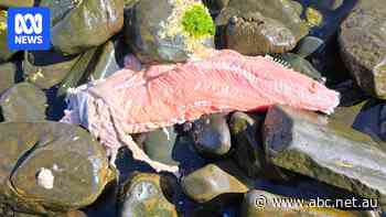 New salmon debris washes ashore as EPA says it has results from 'chunks'