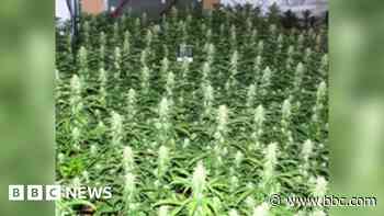 Two arrests after hundreds of cannabis plants found