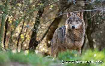 Study calls for wolf reintroduction in Scottish Highlands