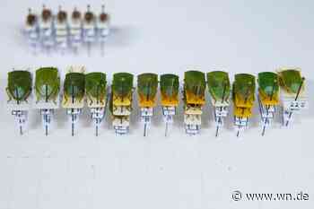 „Gebietsfremde Arten gefährden heimische Ökosysteme“