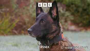 Essex Police Dog ‘Baloo’ up for Crufts award