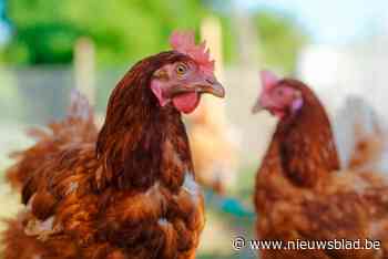 Deze gemeente organiseert opnieuw kippenactie: “Er is veel vraag naar kippen, ze zijn alleseters en verminderen de afvalberg GFT”