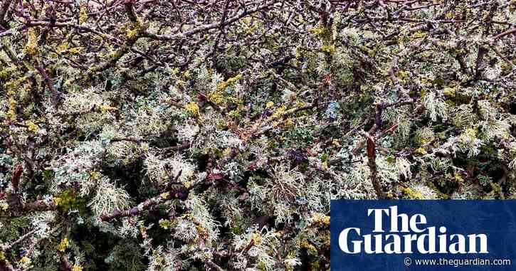 Country diary: A copious display of lichen – how did it get here? | Phil Gates