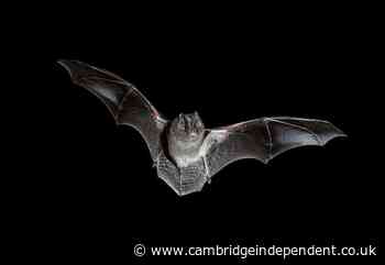 East West Rail "must do more to protect priority natural habitats and rare bats", says Wildlife Trust