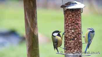 Brits issued warning over 'infected' bird feeders - as expert reveals little-known sign yours could be harbouring disease