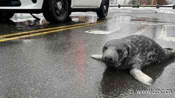 Baby seal found on city streets is learning to eat fish so he can swim free