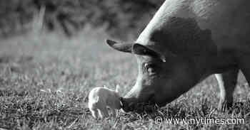 Five Free Movies to Stream Now