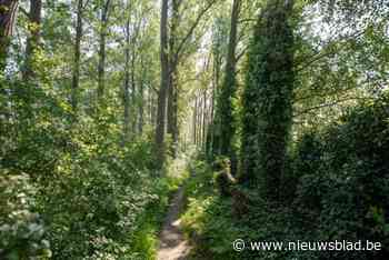 Zo’n honderd oude populieren worden gerooid: “Ze zijn een te groot veiligheidsrisico voor wandelaars”