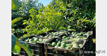 Spaanse avocadosector voelt hete adem van Marokko in de nek