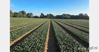 “Steeds meer spinazie wordt opgenomen in gemengde sla”