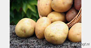 Guatemala onderzoekt nieuwe aardappelrassen