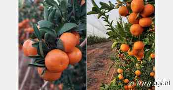 Eerste commerciële oogst van Nadorcott in Berkane