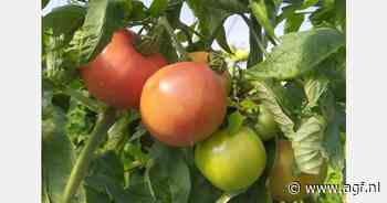 Kreta: Grotere dreiging Tuta Absoluta voor tomatentelers na weersomslag