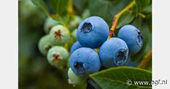 Blauwe bessen na terugroepactie weer terug bij AH, maar ander land van herkomst