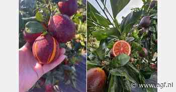 "Zo'n kleur hebben we eigenlijk nog nooit in AGF-assortiment gezien"