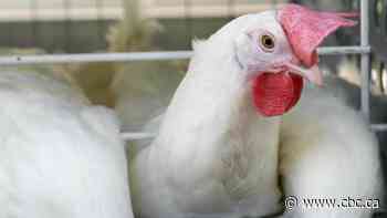 Alberta mulls roll out of H5N1 avian flu vaccine while Ottawa stockpiles doses for provinces