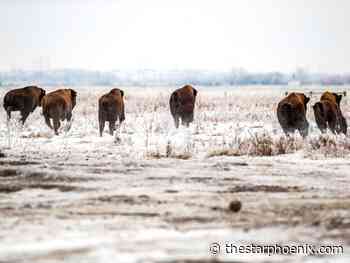 Embrace the warmer weather: Five things to do this weekend in Saskatoon, Feb. 21-23