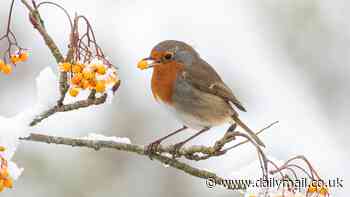 Scientists reveal the REAL way to get robins to visit your garden
