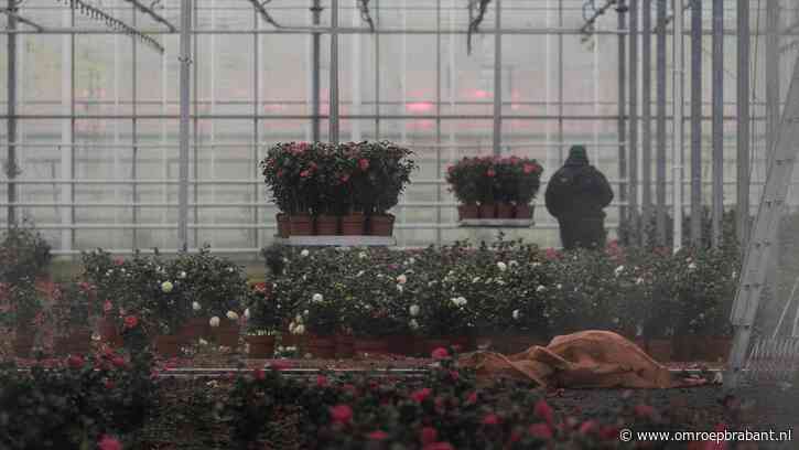 Inbraakgolf bij boom- en plantenkwekerijen, 20 inbraken in 12 maanden