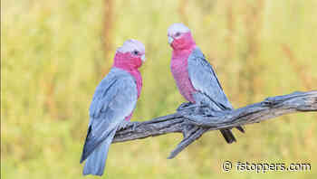 The Secret to Capturing Stunning Wildlife Photos