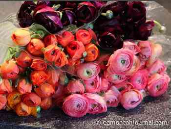 Growing Things: How to get your Ranunculus to bloom