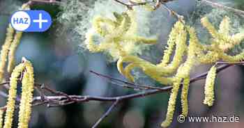 Frühlingshaftes Wetter: Pollenflug-Vorhersage für Hannover am 21. und 22. Februar