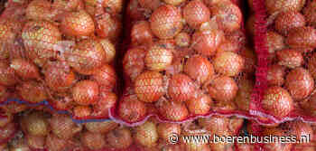 Uienexporteurs schakelen een tandje terug