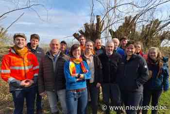 Het knotten van wilgen is duur en vraagt veel tijd, maar daar hebben boeren nu een oplossing voor gevonden