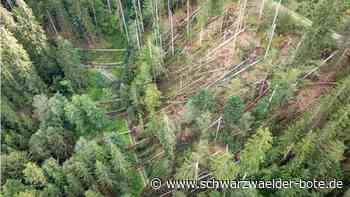 Waldwirtschaft in Neubulach: So viel bringt der Forst ein