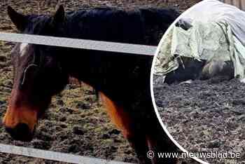 Zwanger paard in Duffel overleed aan koliek, niet aan mishandeling: “We hebben alles gedaan om het te redden”