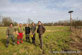 Natuurgebied Dommelingen kreeg twee broedpalen voor ooievaars