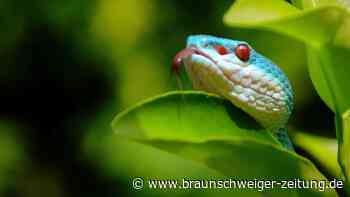 Schlangenfarm Schladen: Steckt ein Serienbetrüger hinter dem Kauf?