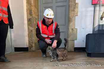 Adorable construction site stray cat given second chance at life after being adopted by worker